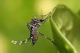 Mosquito associated with malaria